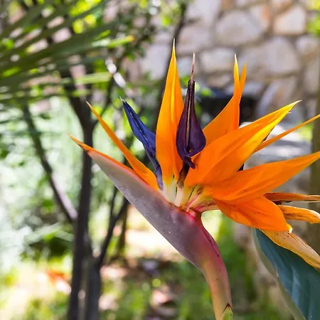 Πανσιόν Alma 4*